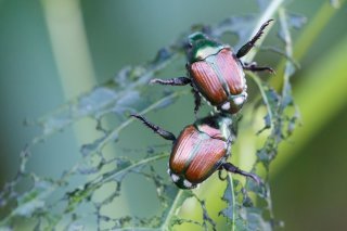 Le scarabée japonais est facilement reconnaissable : il a des touffes de poils blancs sur les côtés et à l'arrière